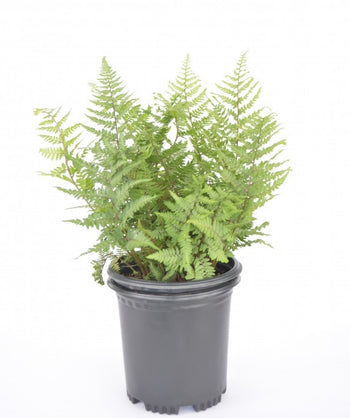 Ghost Fern product shot on white, long green shoots with green foliage emerging from a nursery pot