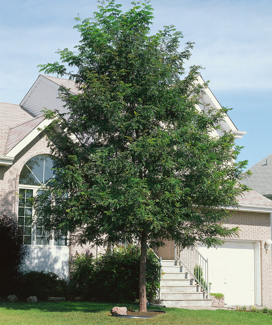 Skyline® Honeylocust