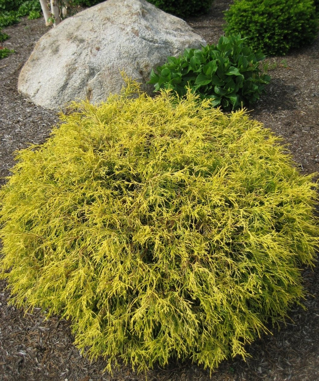 Golden Mop Falsecypress Accent