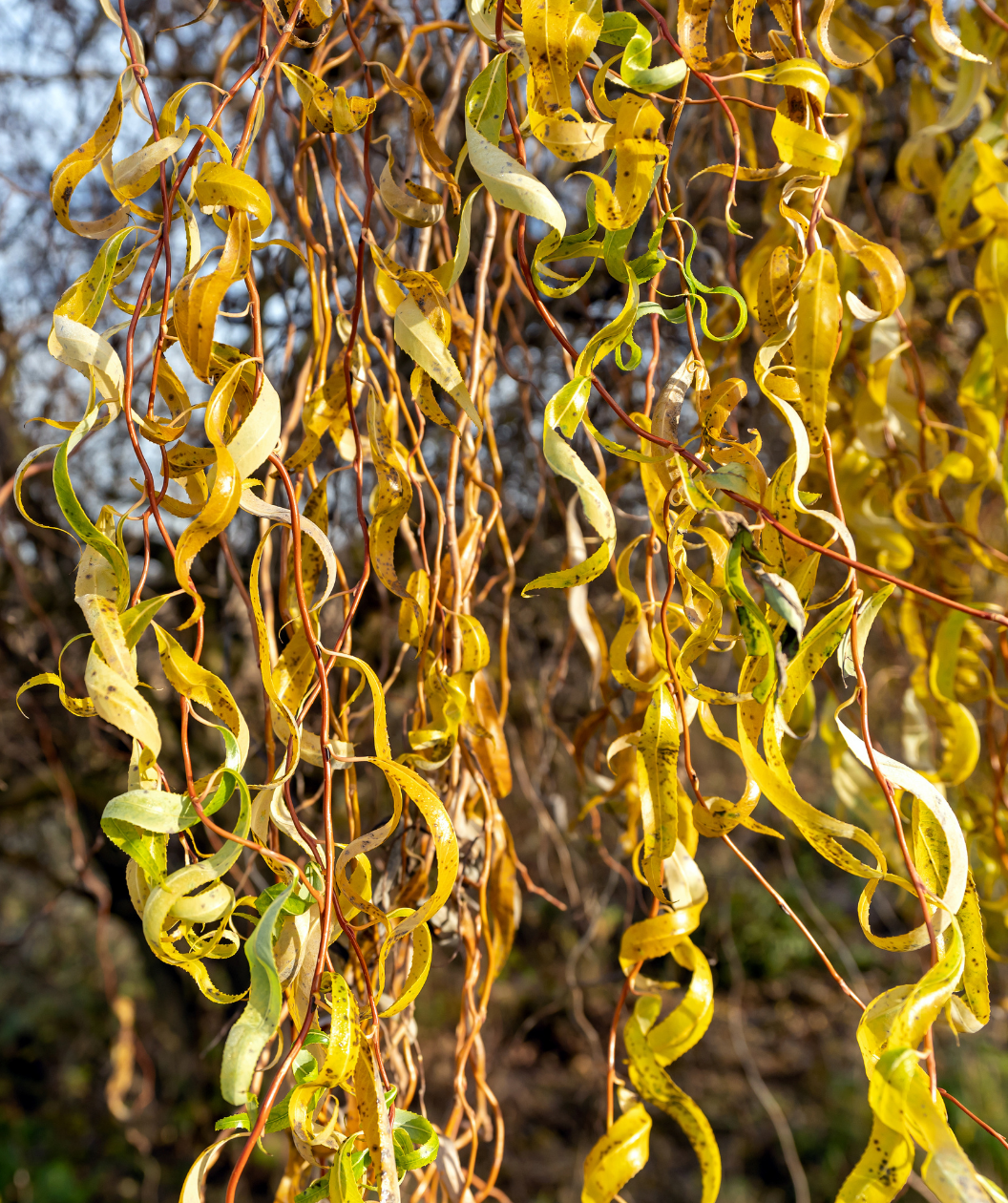 Golden Curls Curly Willow