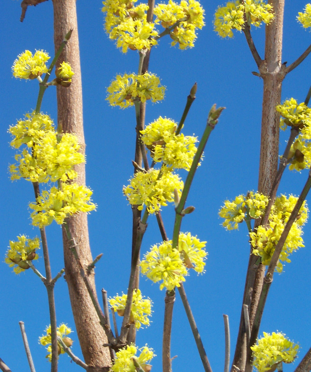 Golden Glory Cornelian Cherry Dogwood