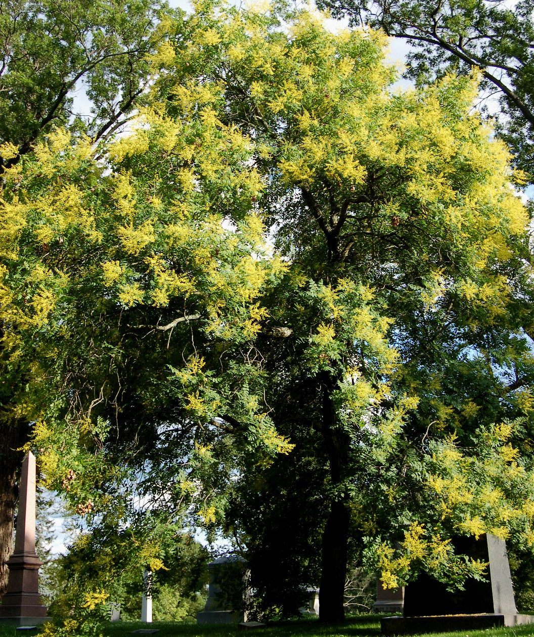 Golden Rain Tree