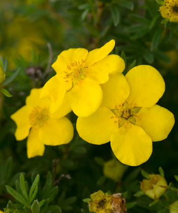 Up close picture of the Goldfinger Potentilla's bright yellow flowers against the dark green foliage 