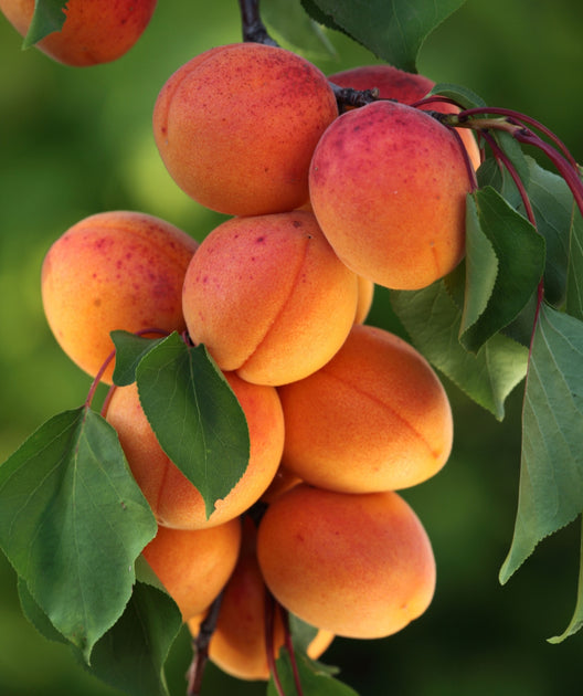 Goldstrike Apricot | Bower & Branch