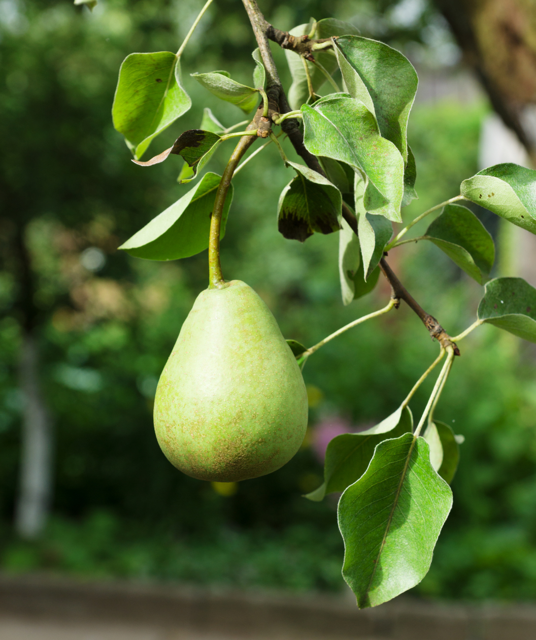 Green D'Anjou European Pear