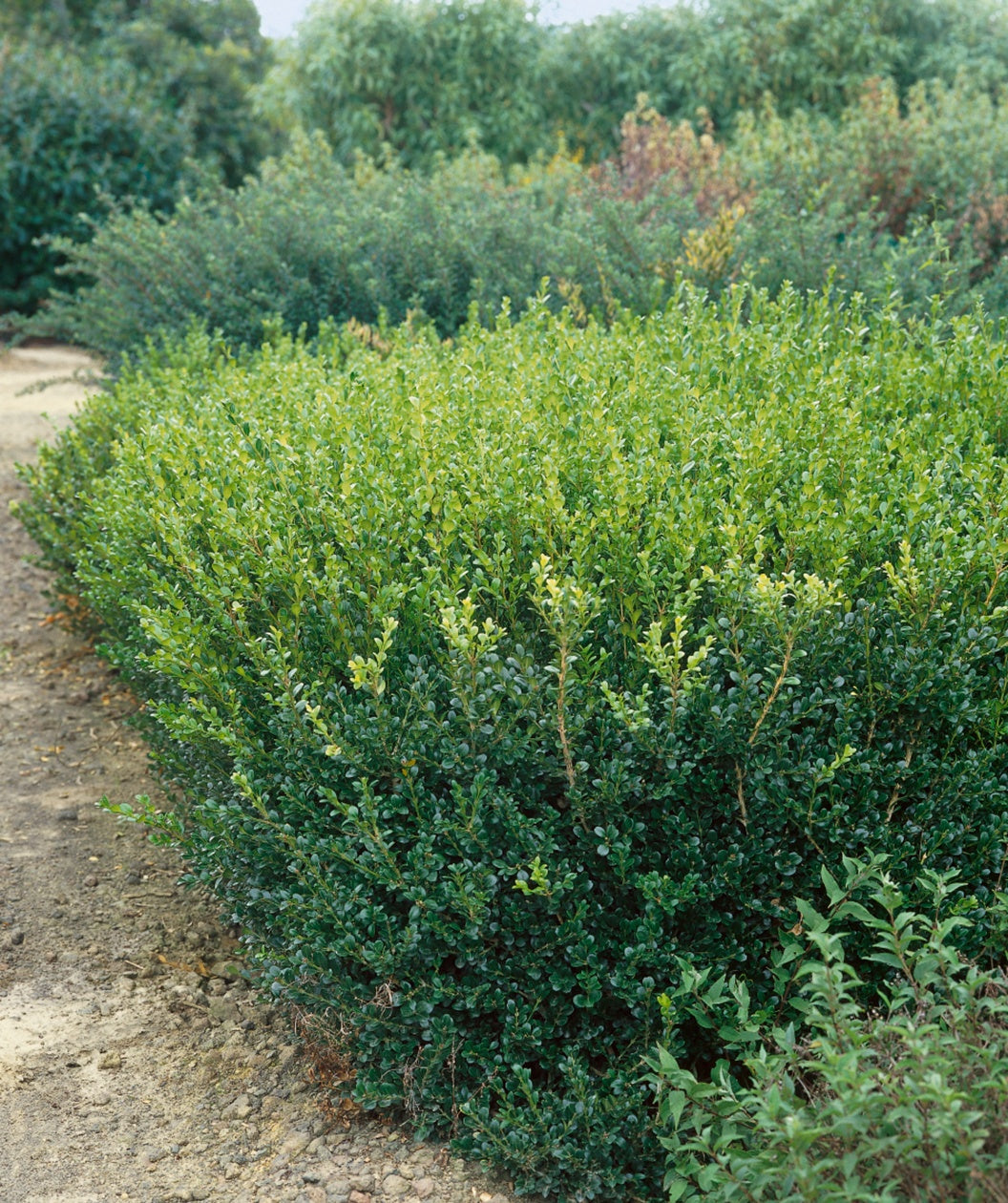 Green Gem Boxwood in Bulk