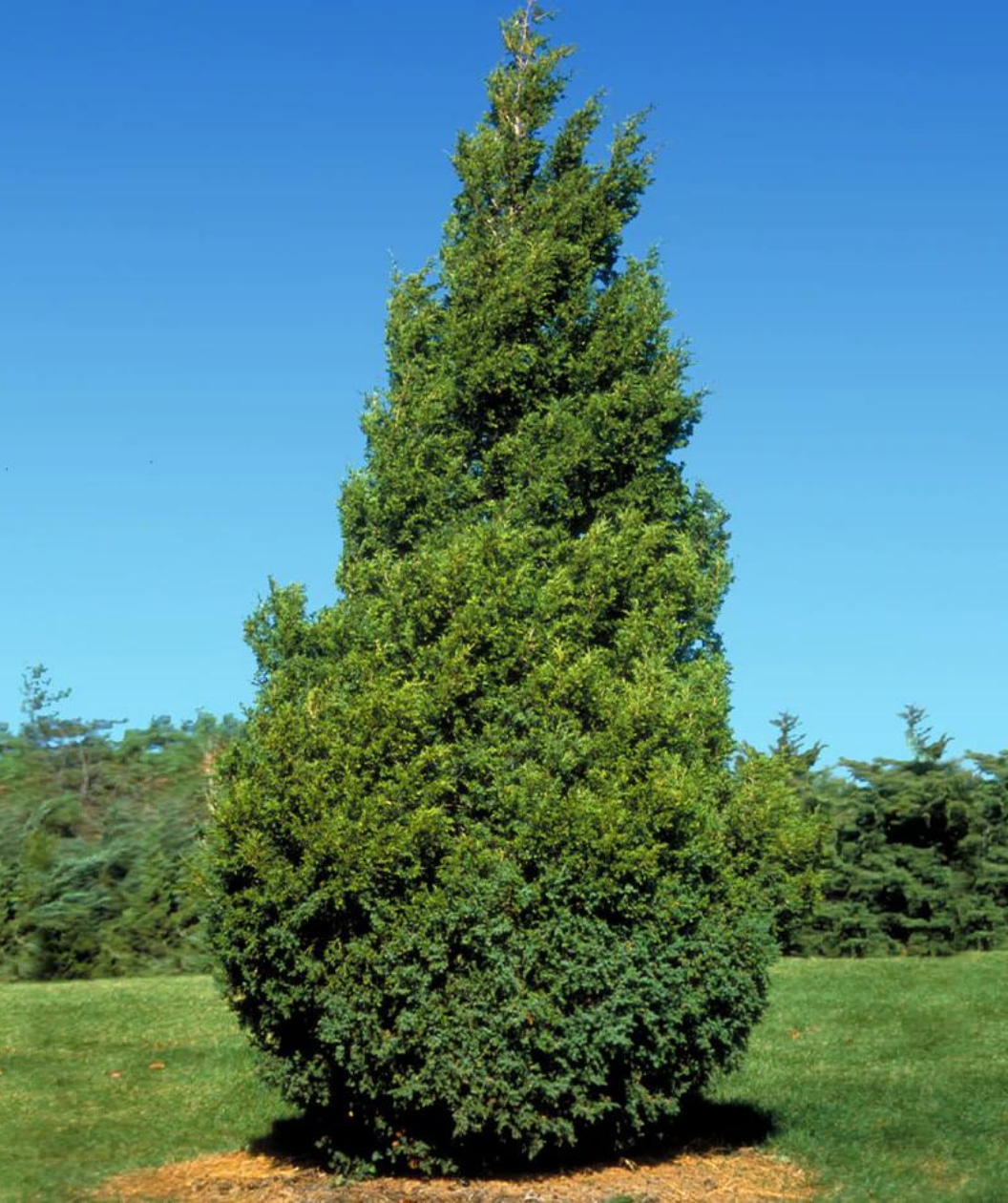 Hetzi Upright Juniper