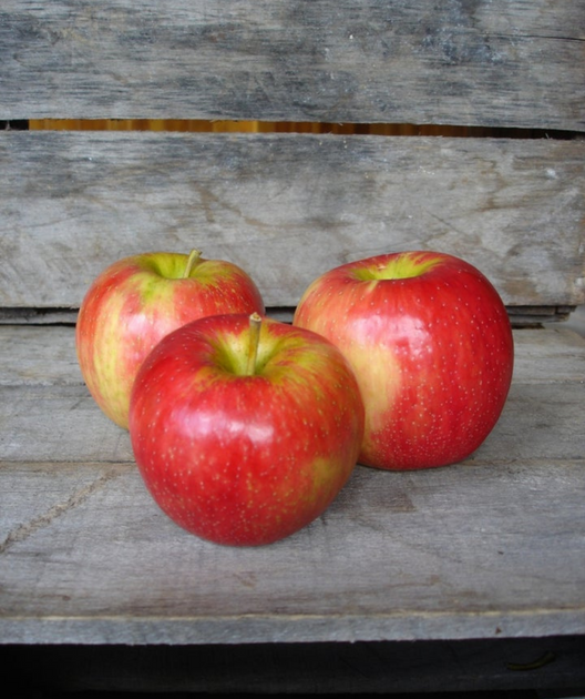 1 box (12)- Honeycrisp Apples