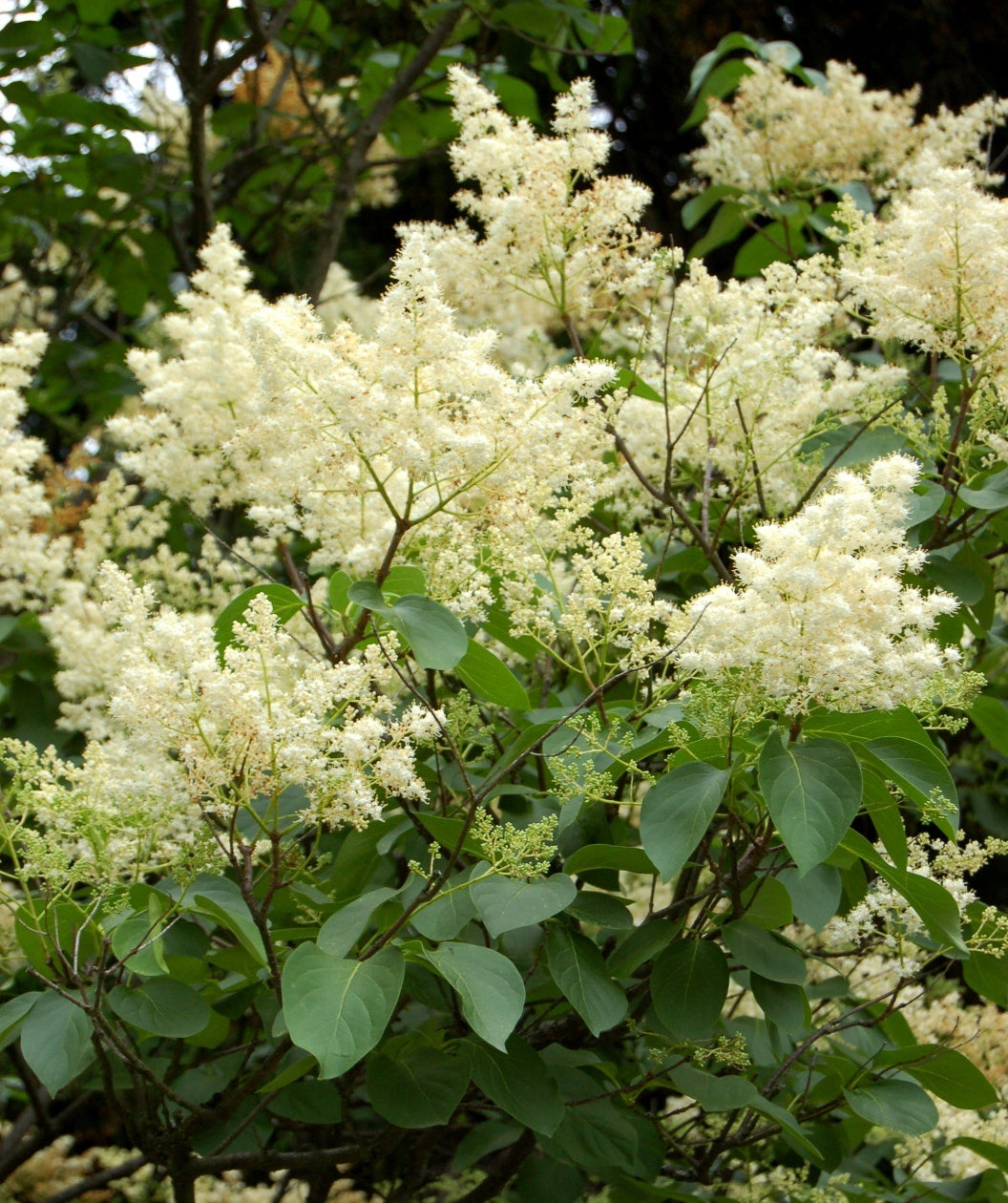 Ivory Silk Japanese Tree Lilac