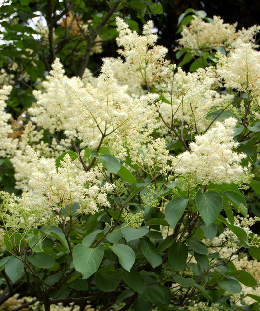 Ivory Silk Japanese Tree Lilac Bower & Branch