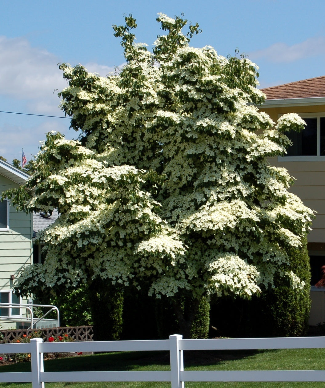 Japanese Dogwood