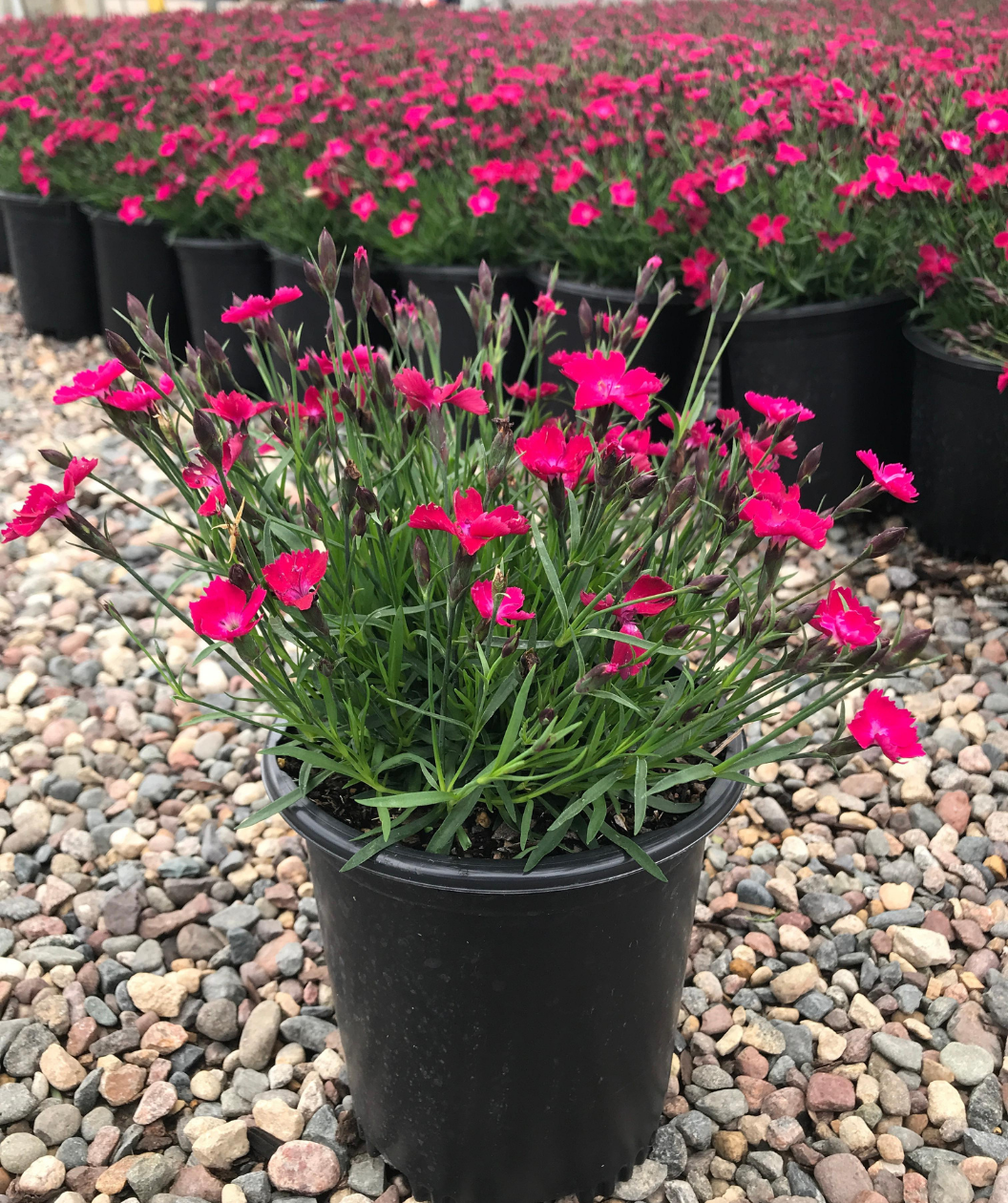 Kahori® Scarlet Garden Pinks