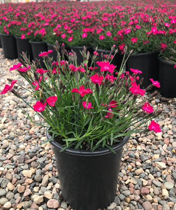 Kahori Scarlet Pinks potted plant in full bloom with hot pink flowers mixed in dark green foliage