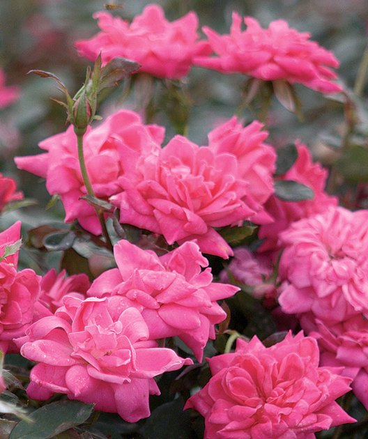 Pink Double Knock Out® Rose