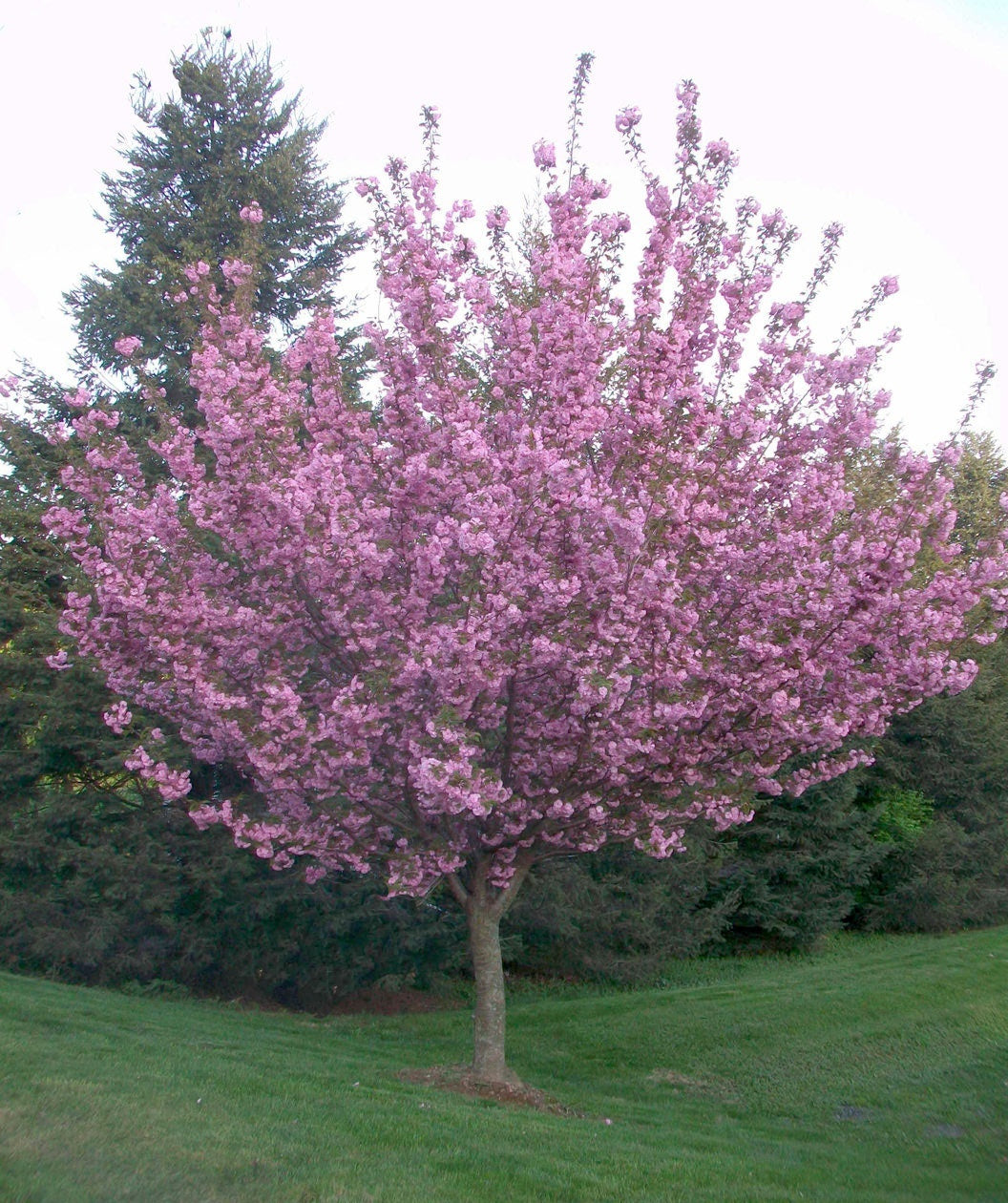 Kwanzan Japanese Flowering Cherry