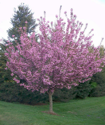 Kwanzan Japanese Flowering Cherry tree planted in a landscape in full bloom