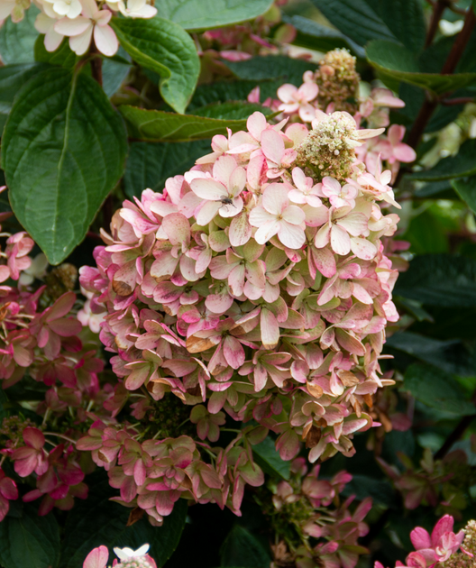 Lavalamp™ Flare™ Hardy Panicle Hydrangea Bower & Branch