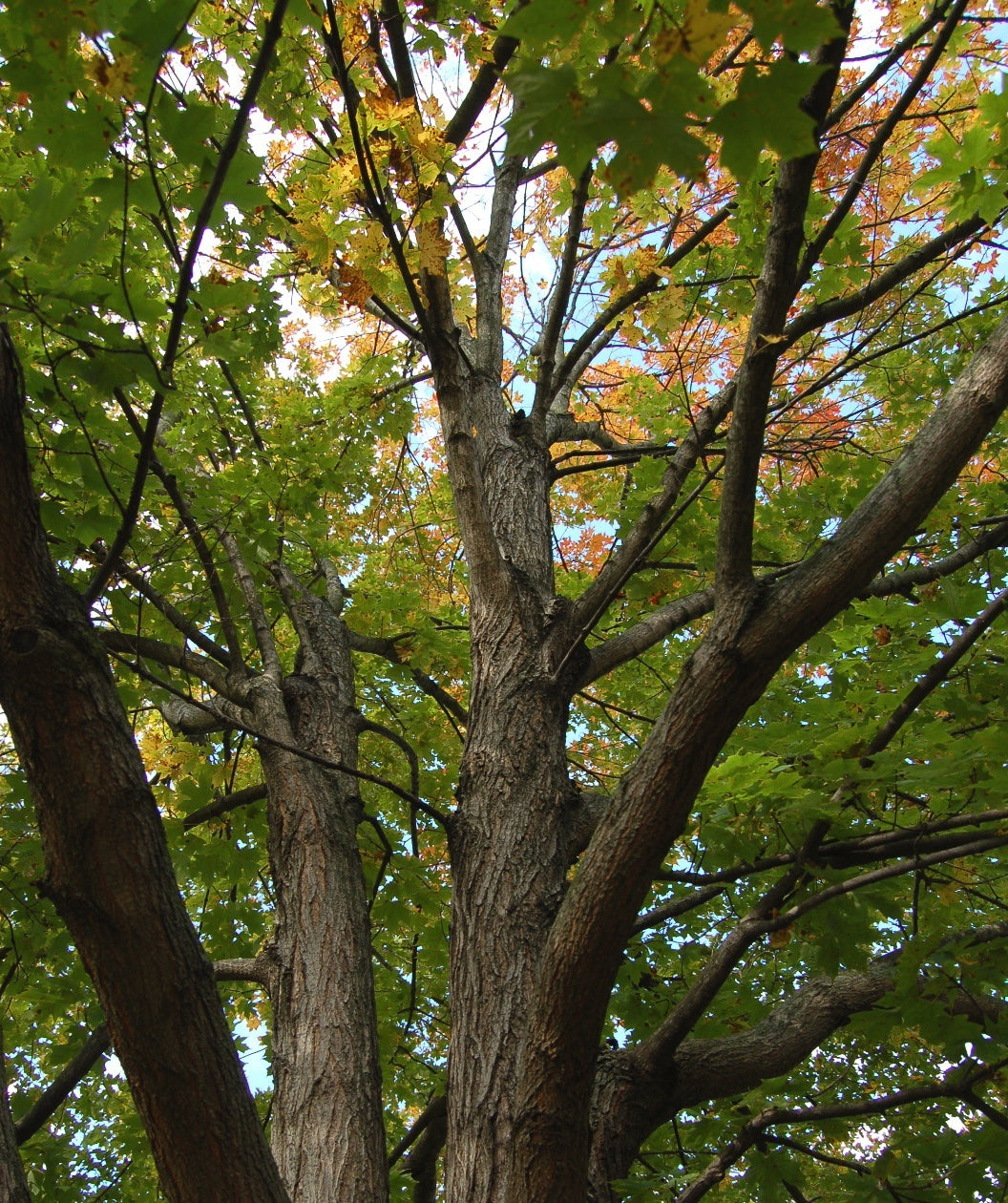 Legacy® Sugar Maple