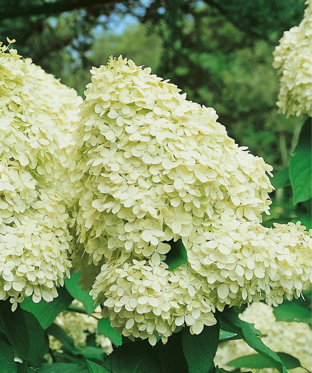 Limelight Hydrangea Tree Form