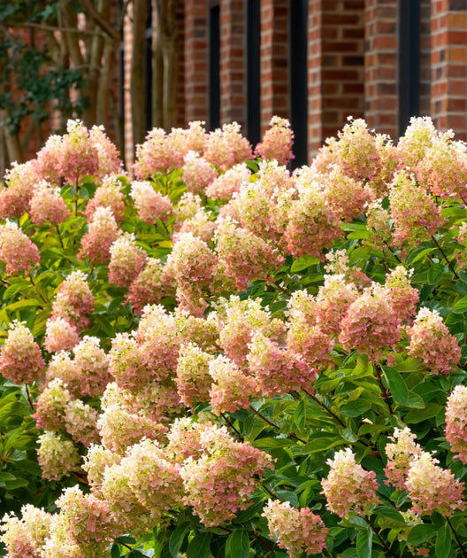 Limelight Prime® Hydrangea Treeform