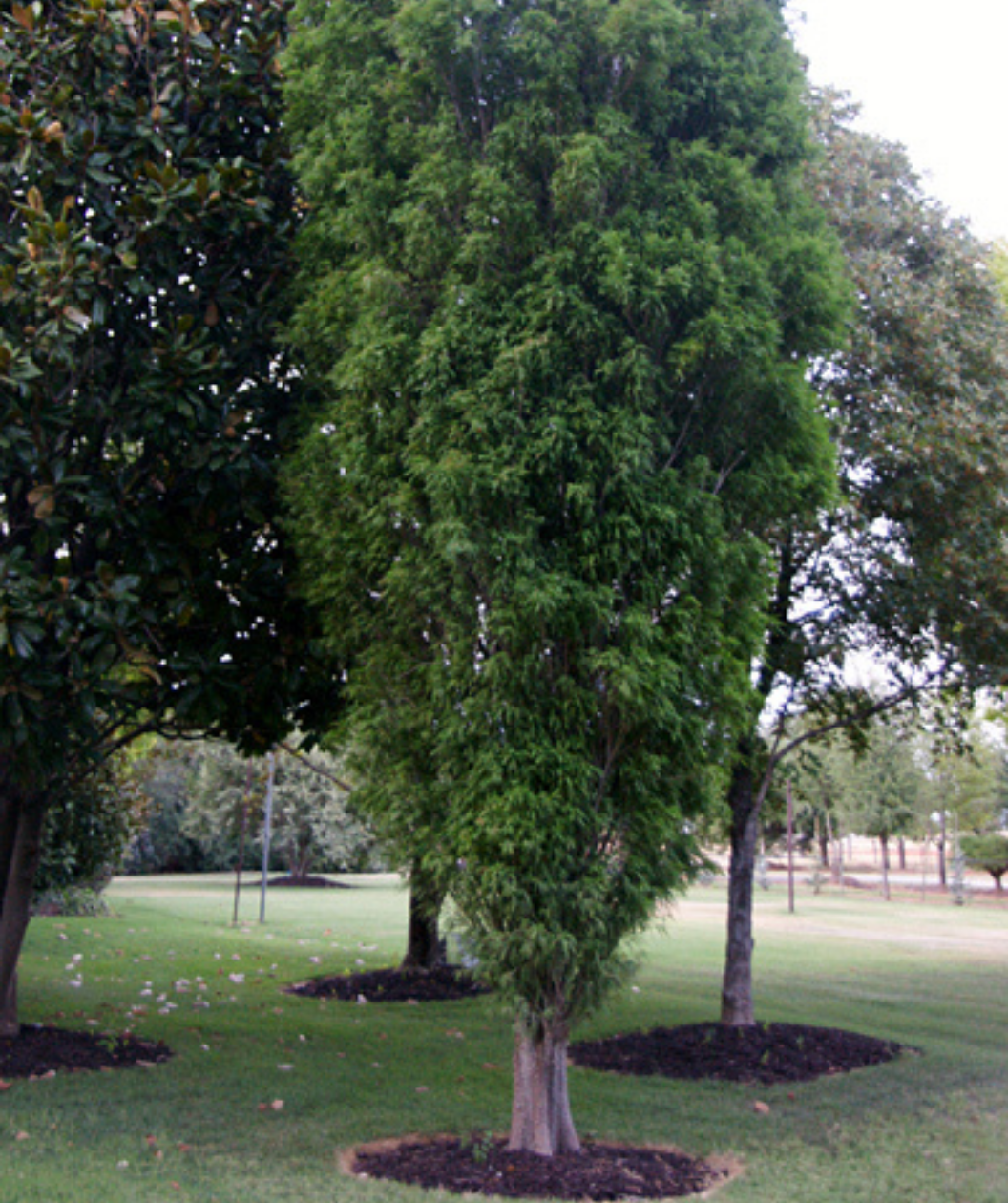 Lindsey's Skyward™ Bald Cypress