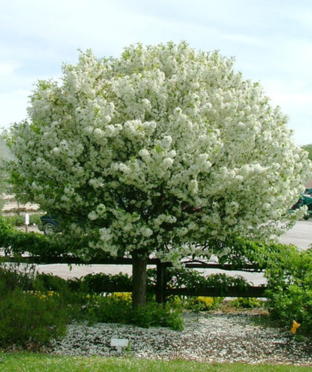 Lollipop® Flowering Crabapple