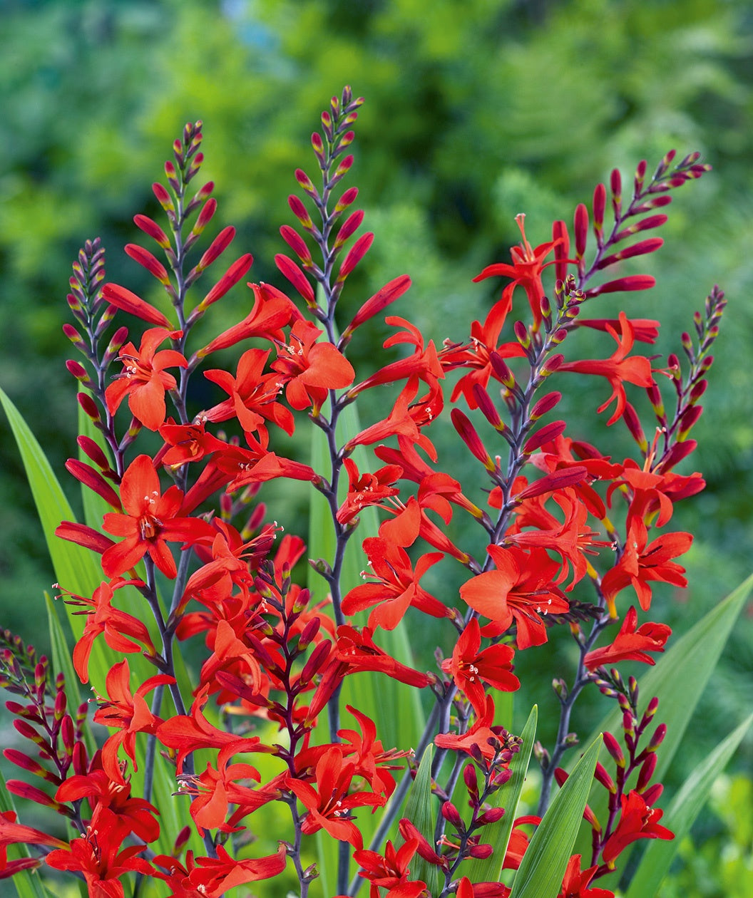 Lucifer Crocosmia