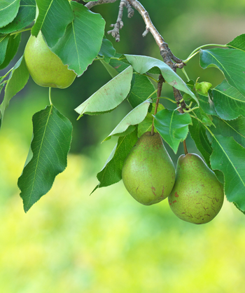 Magness European Pear green fruits hanging on tree surrounded by the green leaves