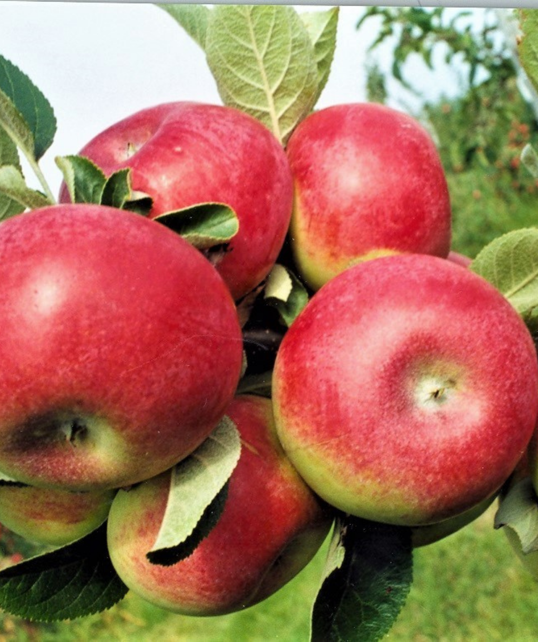 McIntosh Apple