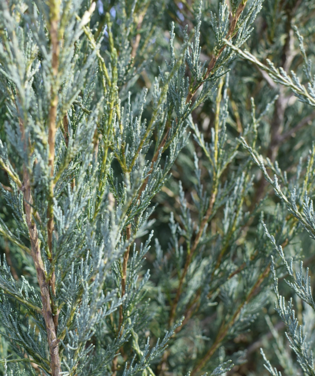 Moonglow Juniper