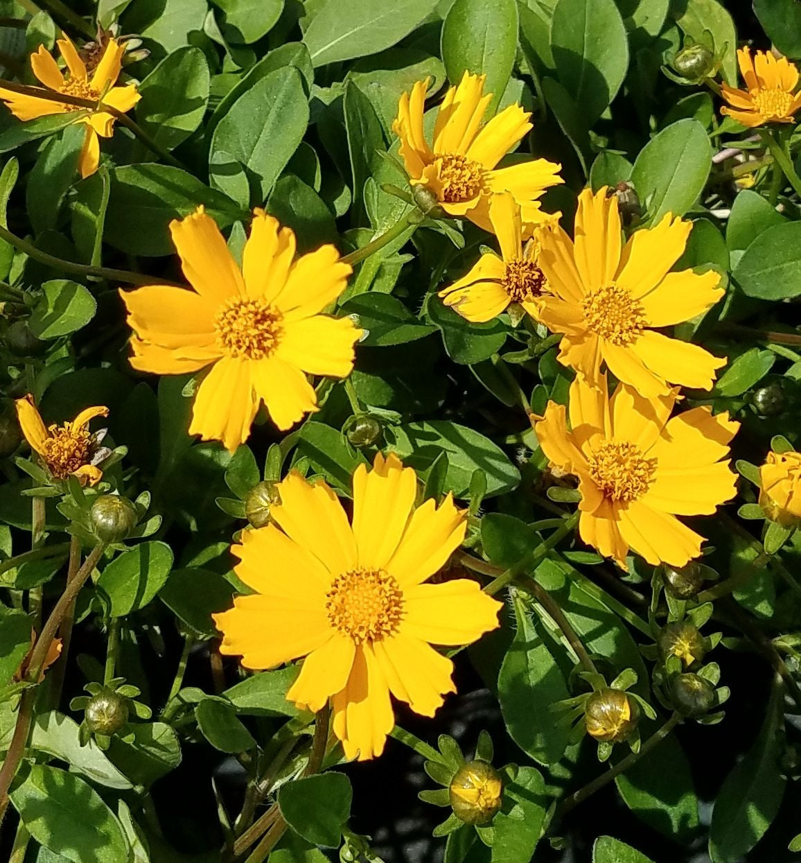 Mouse Ear Tickseed