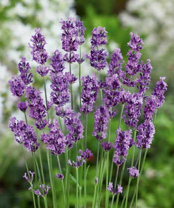 A closeup of the Munstead Lavender deep purple blooms atop thin, silver-green stems