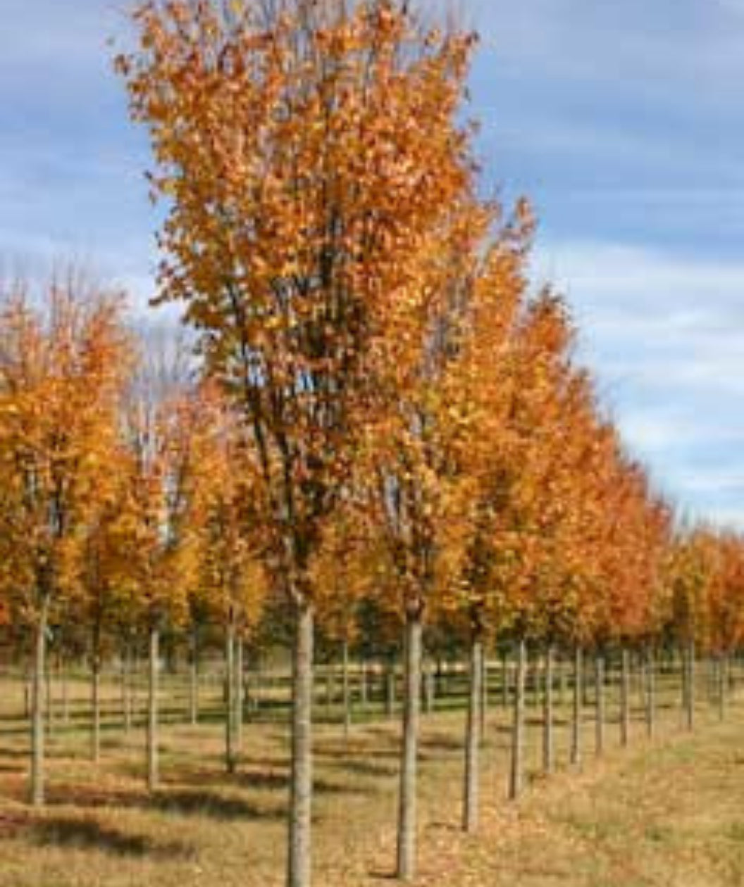 Musashino Japanese Zelkova