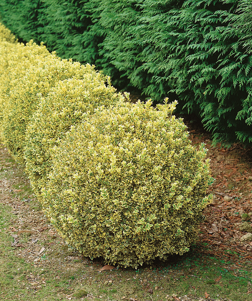 Variegated Boxwood