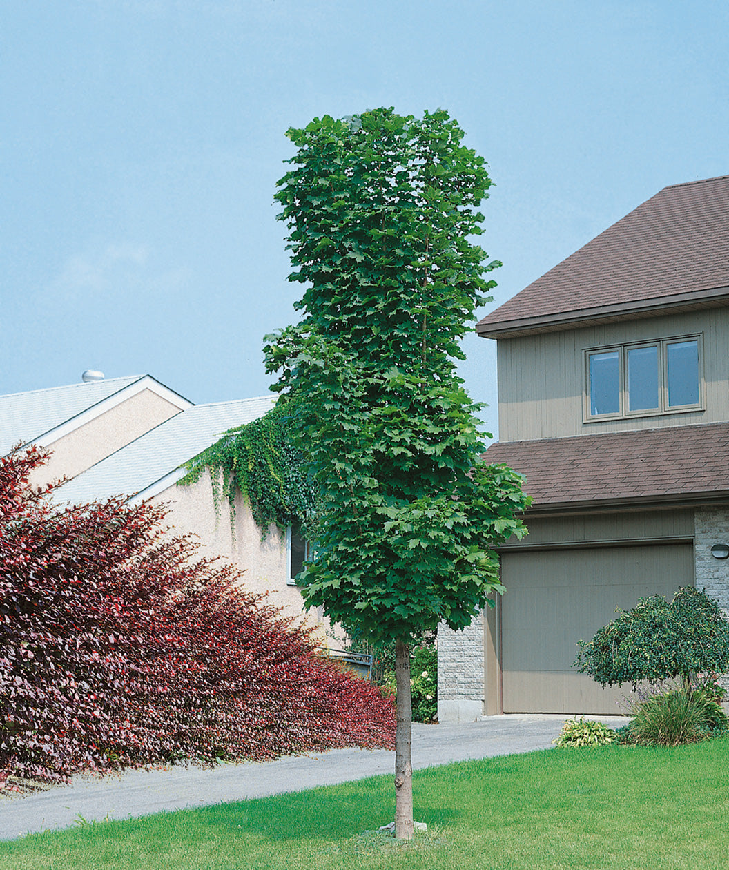 Columnar Norway Maple