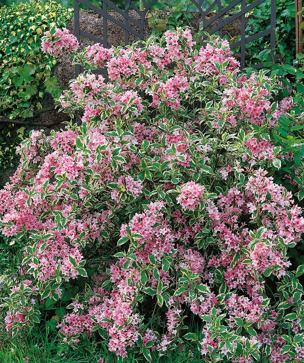 Variegated Dwarf Weigela