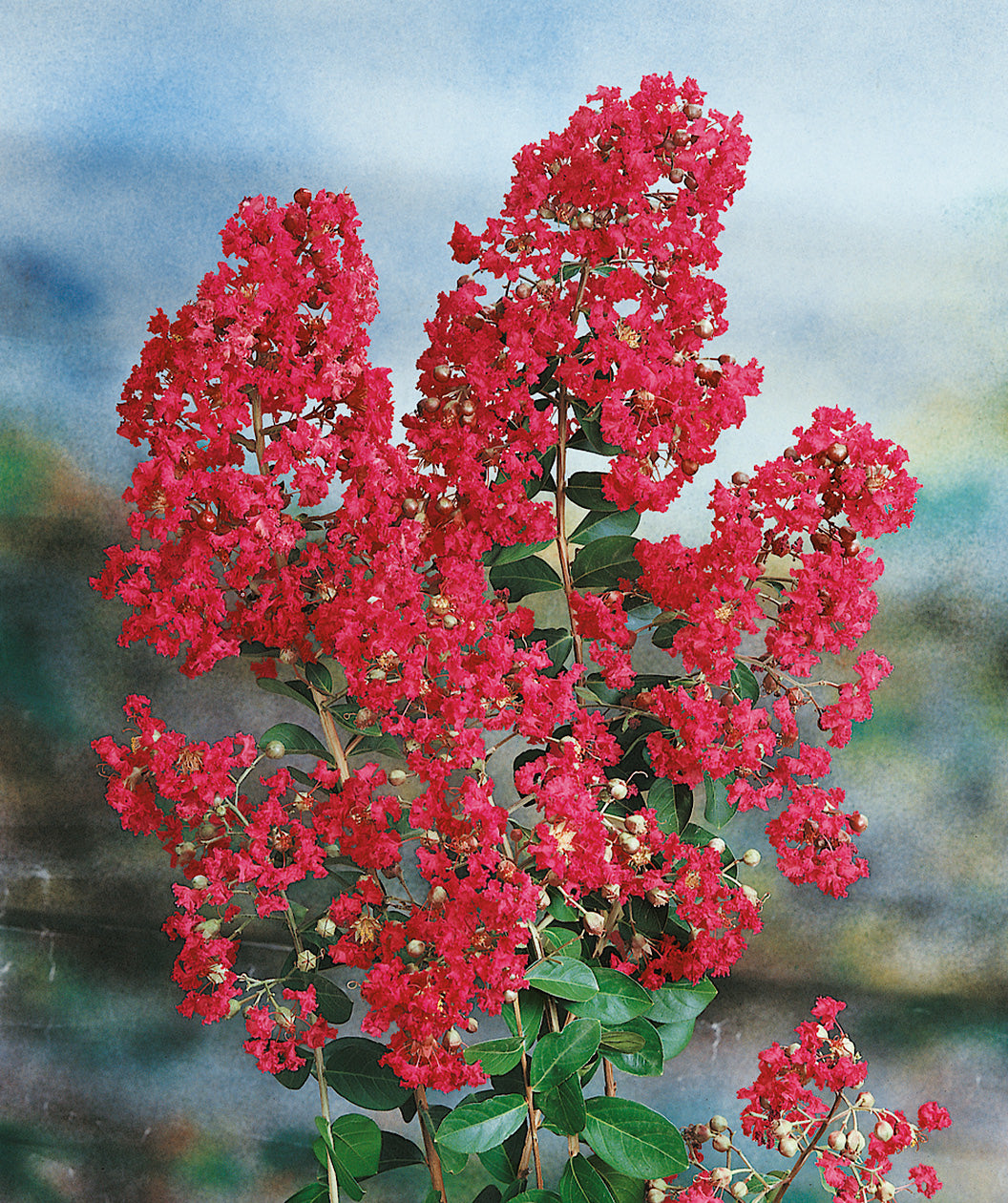 Miss Frances Crape Myrtle