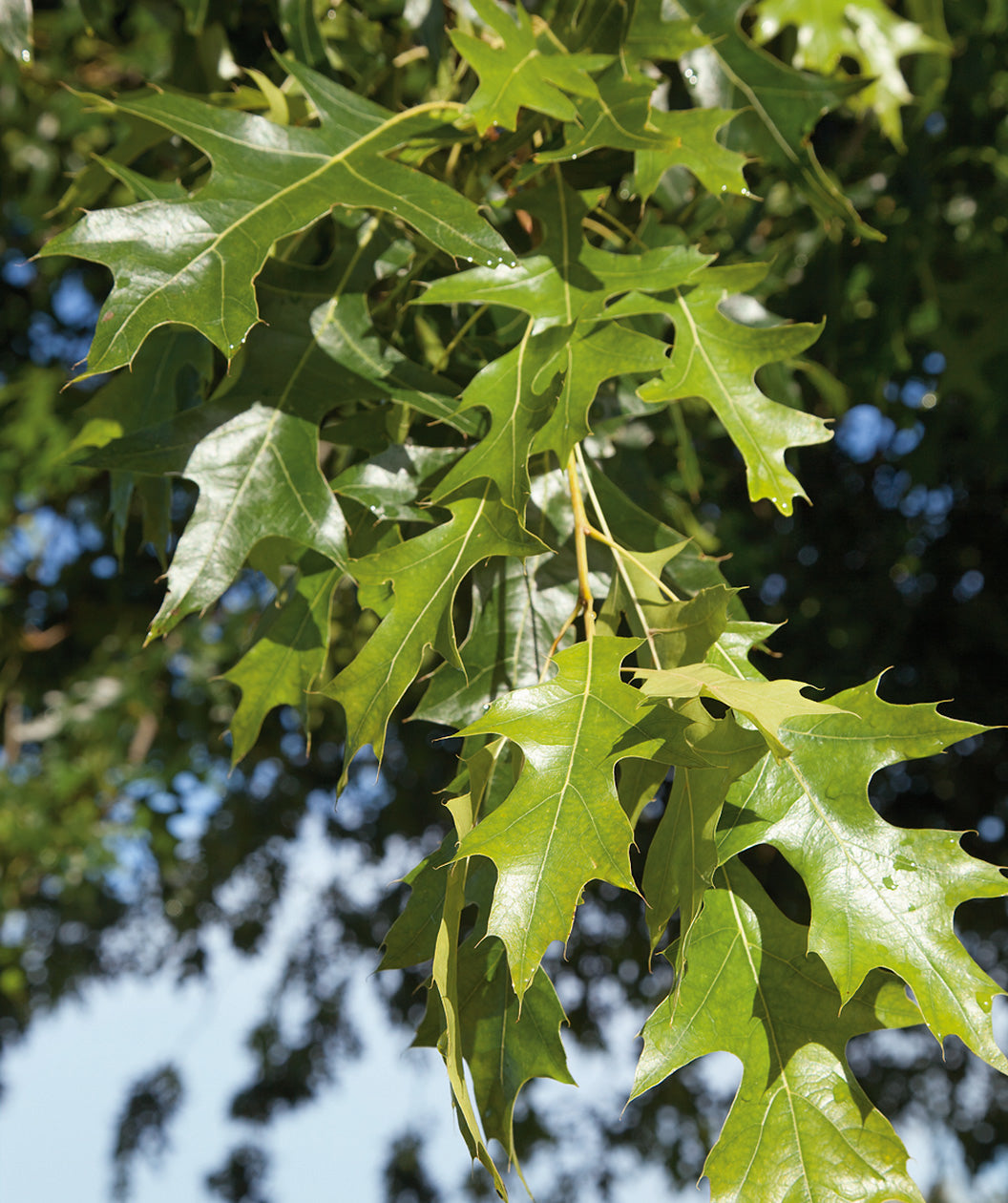 Nuttall Oak