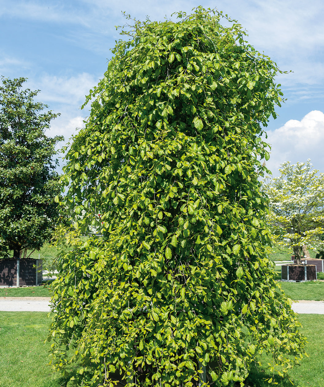 Weeping Persian Ironwood