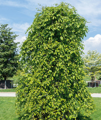 Weeping Persian Ironwood planted in a landscape, weeping branches covered in light green mostly conical shaped leaves