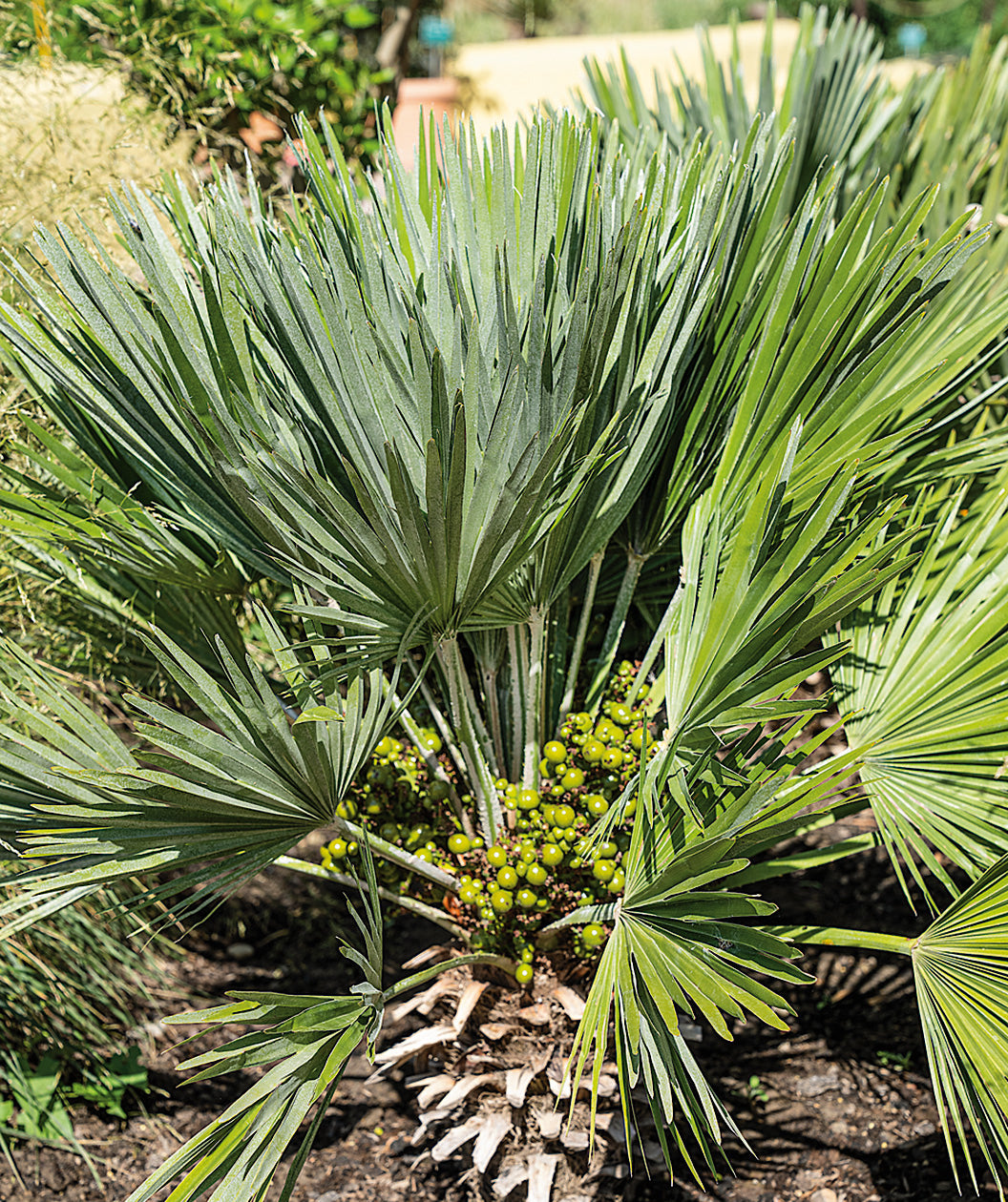 Mexican Fan Palm