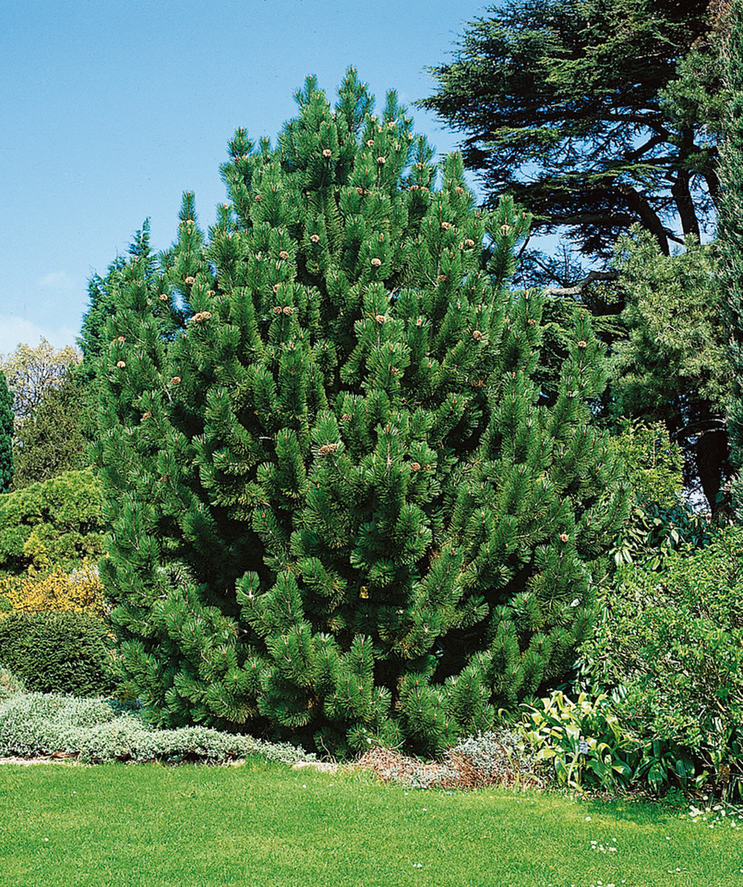 Bosnian Pine