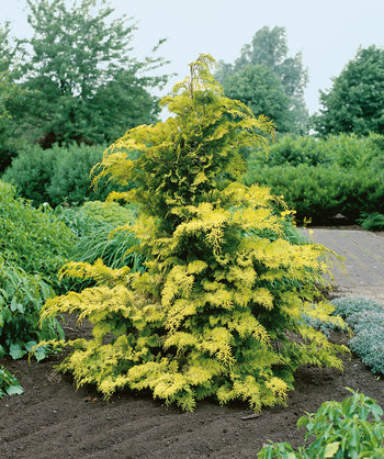 Crippsii Hinoki Cypress planted in a landscape, long mostly outright branching covered in yellow to green evergreen foliage