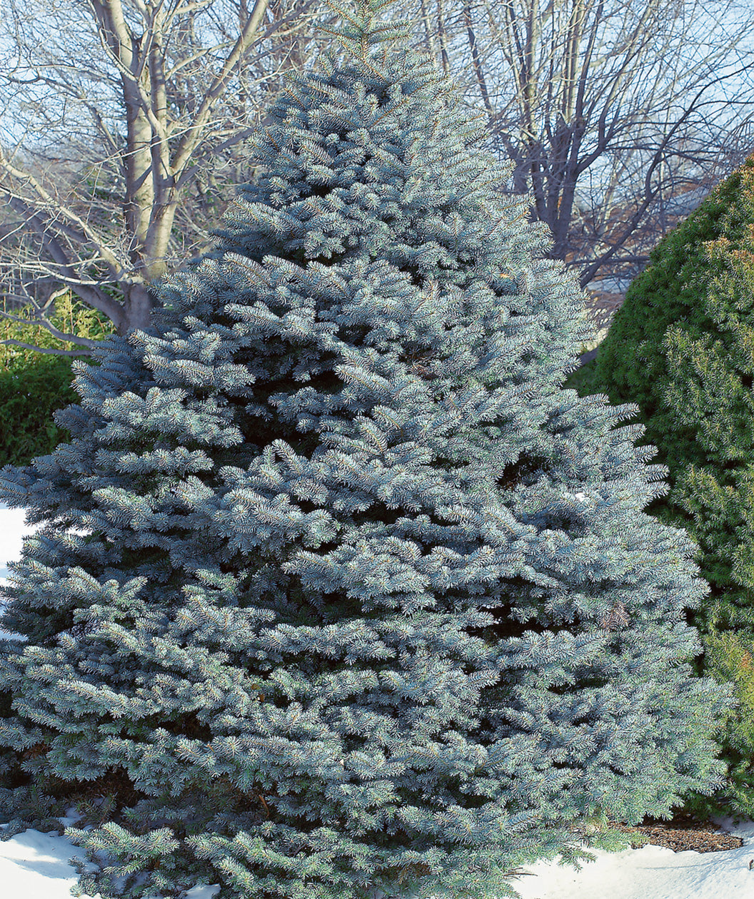 Fat Albert Blue Colorado Spruce