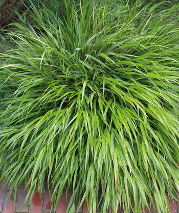 Close up of Cherokee Sedge, round green decorative grass that is green in color