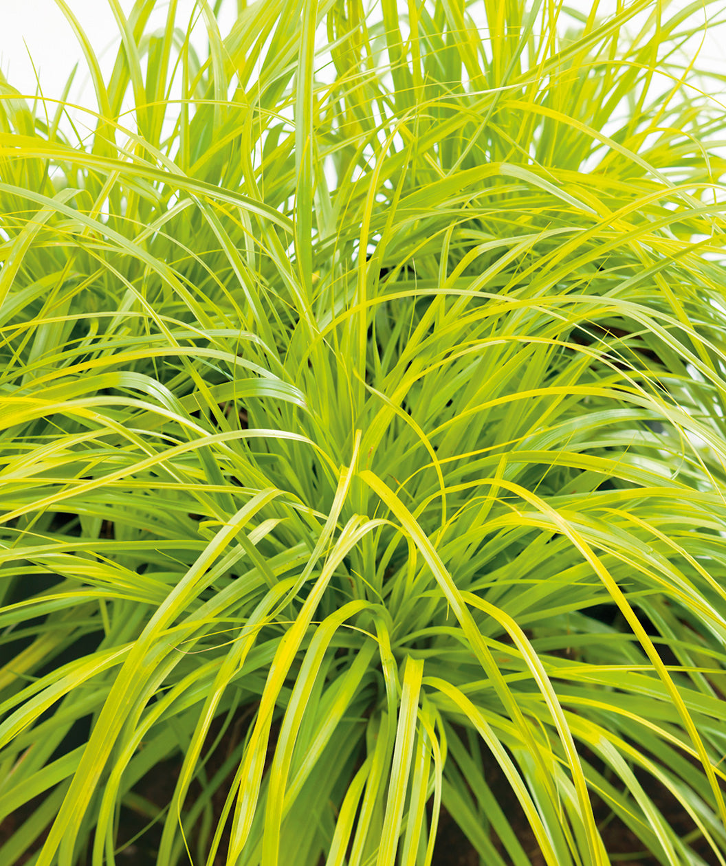 Everillo Evercolor® Sedge