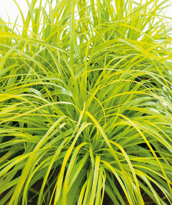 Everillo Evercolor Sedge planted in a landscape, long grass like yellow-green foliage