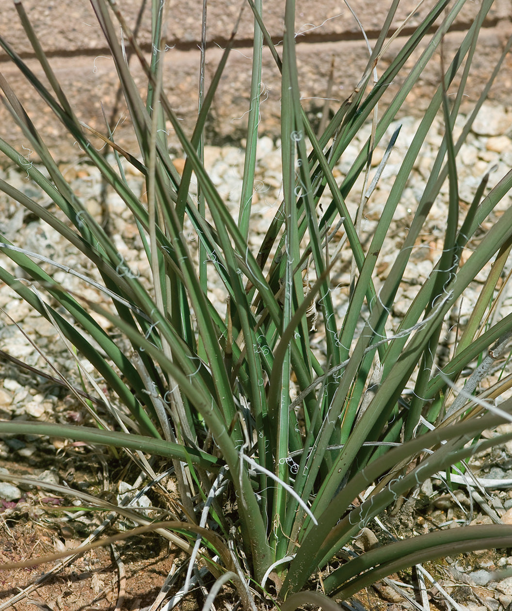 Redflower False Yucca