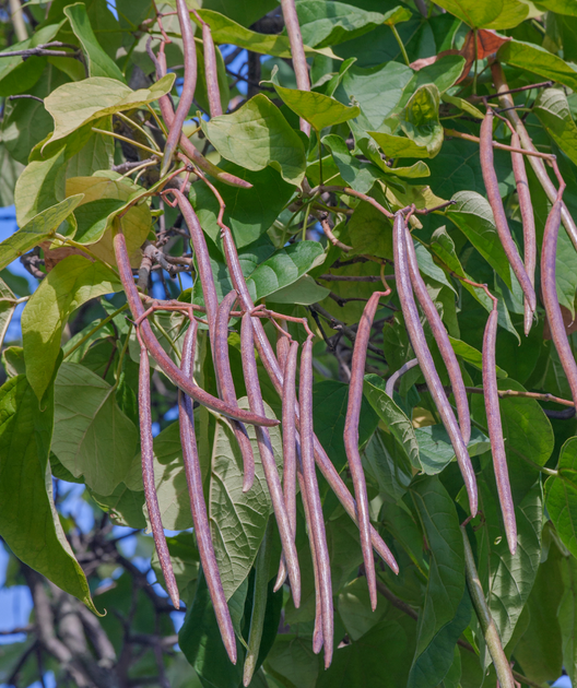 Catalpa Tree Pods Smoke Indian bean tree (catalpa tree) bean uses? :  r/foraging