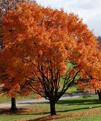 The October Glory Red Maple in landscape showcasing the fiery orange to red fall color